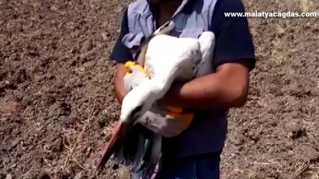 Yuvasından düşen leyleği köylüler kurtardı