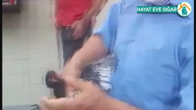 Yuvasından düşen yavru karganın imdadına itfaiye yetişti