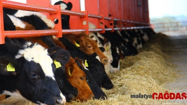 Yüzde 40 hibeli düve alım desteği başvuruları başladı