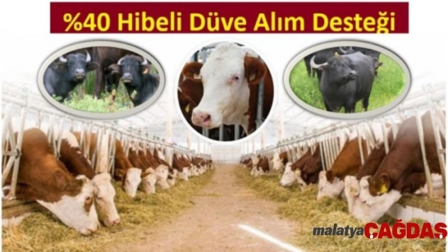 Yüzde 40 hibeli düve alım desteği başvuruları başlıyor
