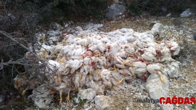 Yüzlerce ölü tavuğu doğaya attılar