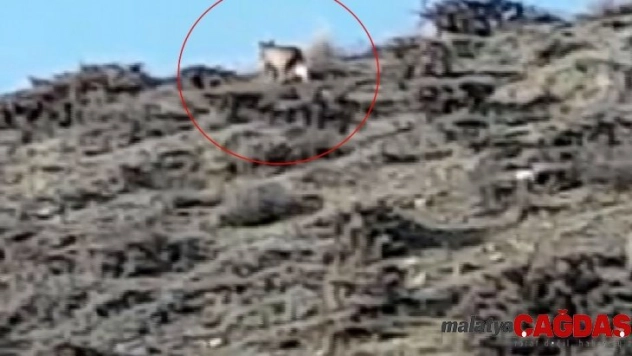 Zara'da Vaşak görüntülendi