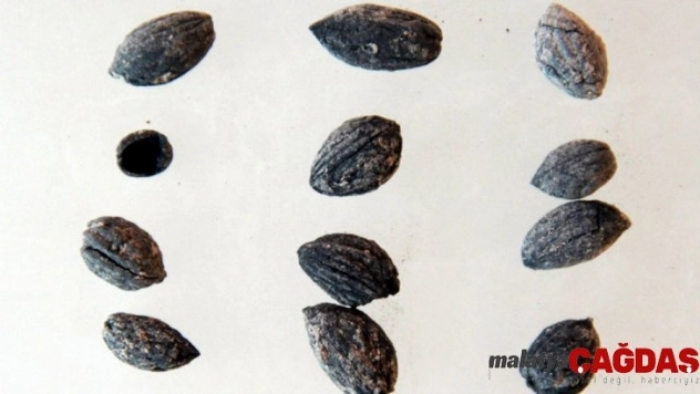 Zeytincilik tarihini değiştirecek araştırma