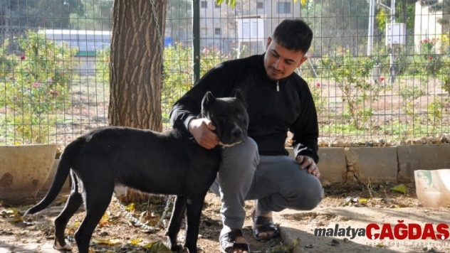 Zincirini kıran köpeğin şoke eden görüntüsü
