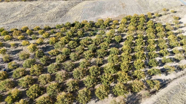 Kayısı ağaçları gelecek yıl için umut veriyor