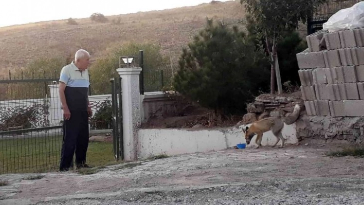 'Kuzum' diyerek seslendiği tilkiler adeta onun yolunu gözlüyorlar