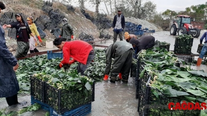 'Yeşil altın'da buruk hasat