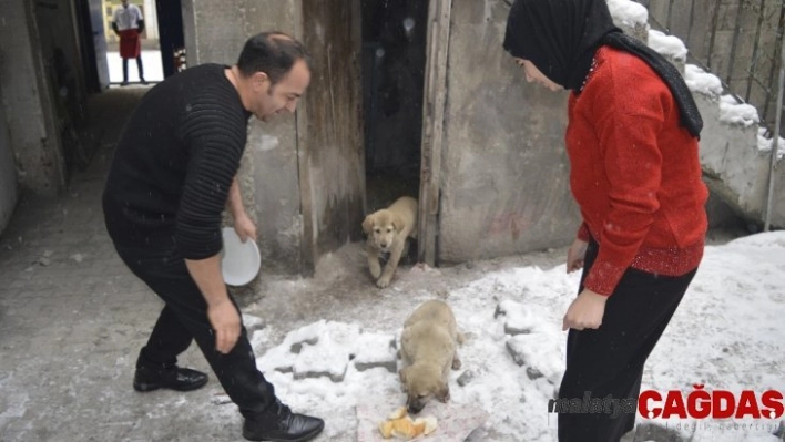 15 yaşındaki genç donmak üzere olan yavru köpeklere sahip çıktı