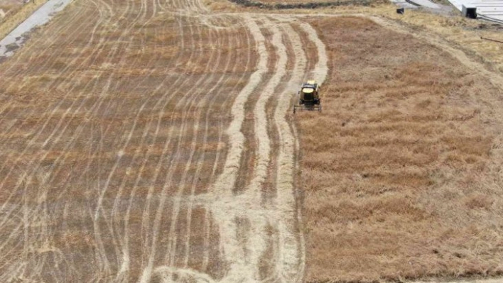 2 metre 20 santimlik 'ata tohumu buğday' sergilendi