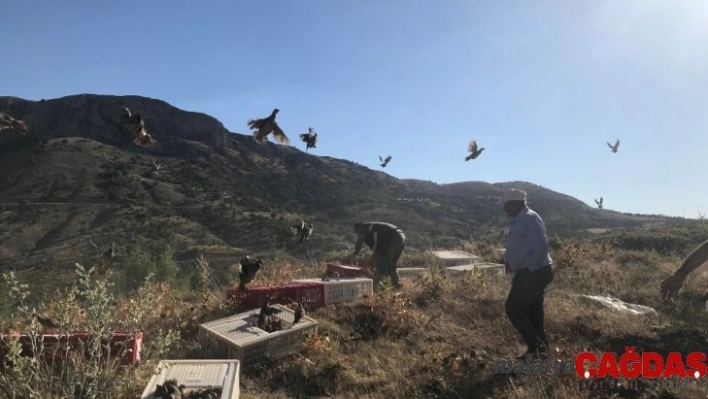 2019'da yaklaşık 100 bin kanatlı yetiştirilerek doğaya salındı