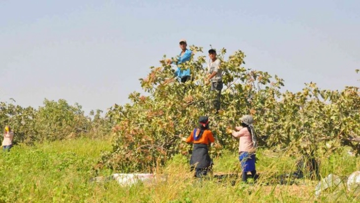 3 bin işçi ile fıstık hasadı