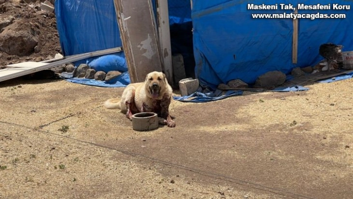 3 kişinin öldüğü kavgada kurşunlanan köpek telef oldu