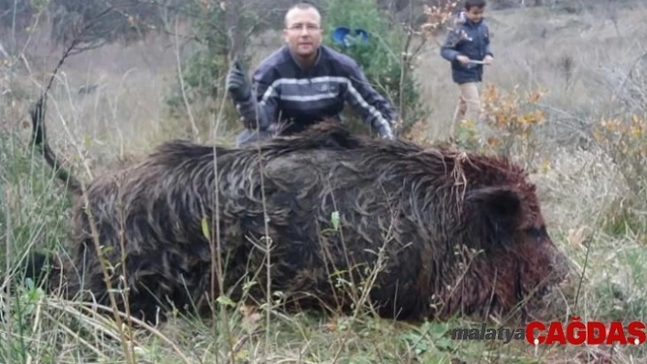 300 kilo ağırlığında domuz avladılar