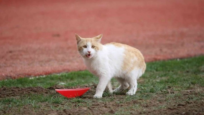 4 Eylül Stadyumu'nda sahaya kedi girdi