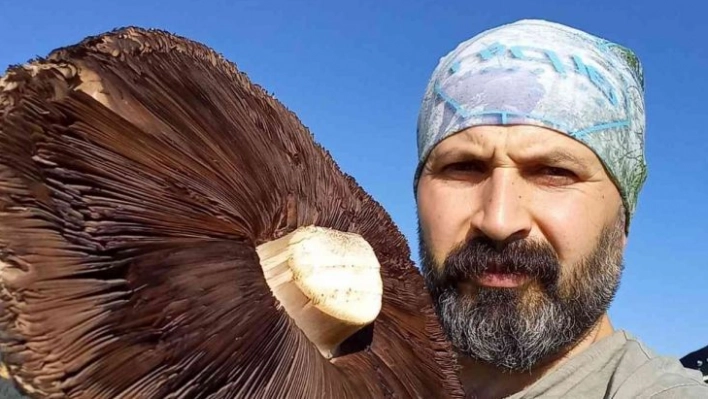 6 kiloluk devasa mantarlar görenleri şaşırttı