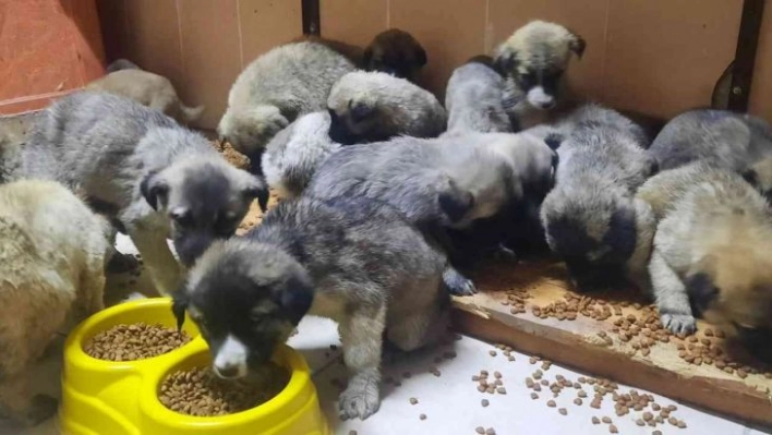 63 yavru köpek son anda ölümden kurtarıldı