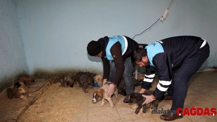 Aç kalan yavru köpekler için seferberlik