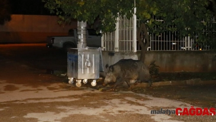 Adana'da aç kalan yaban domuzu şehre indi