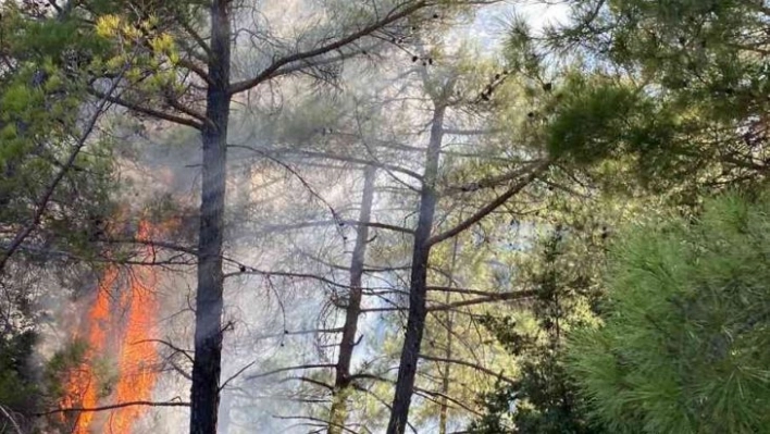 Adana'da çifte orman yangını