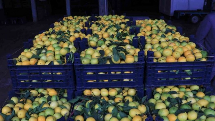 Adana'da limonun kilosu halde 25 kuruşa düştü