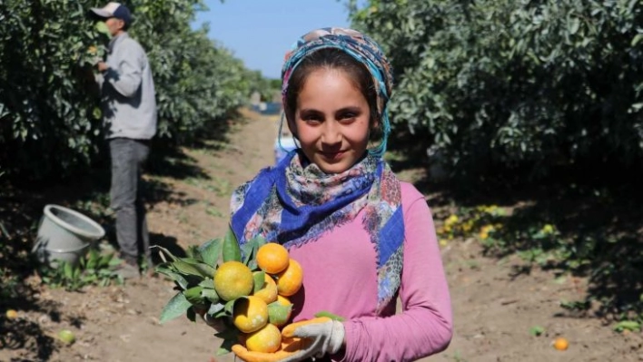 Adana'da mandalina hasadı sürüyor, fiyatı 1 liraya düştü