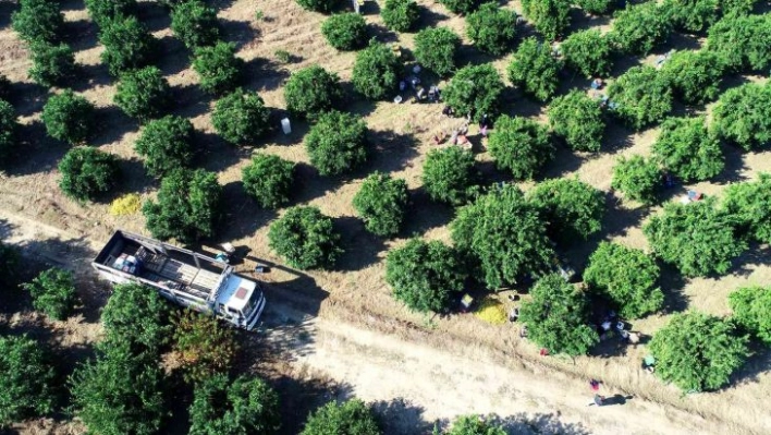 Adana'da portakal hasadı sürüyor