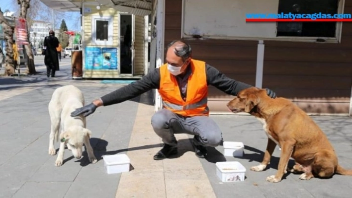 Adıyaman Belediyesi, sokak hayvanları için mama ve yem bıraktı