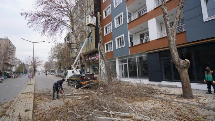 Adıyaman'da ağaçlara kış bakımı