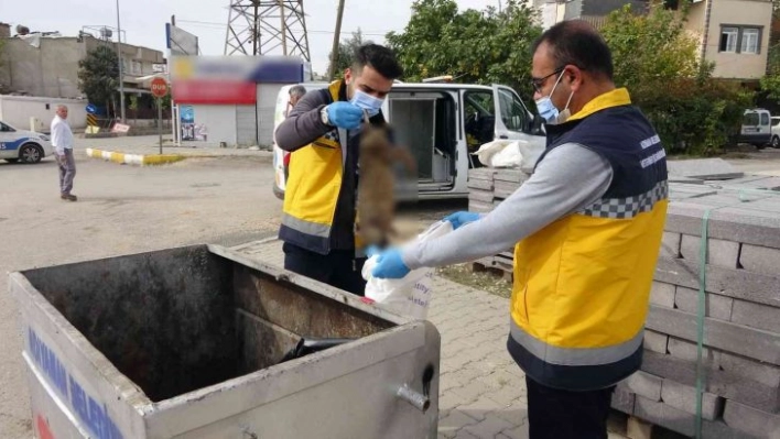 Adıyaman'da kedi vahşeti