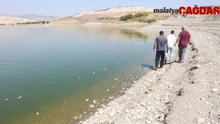 Adıyaman'da korkutan balık ölümleri