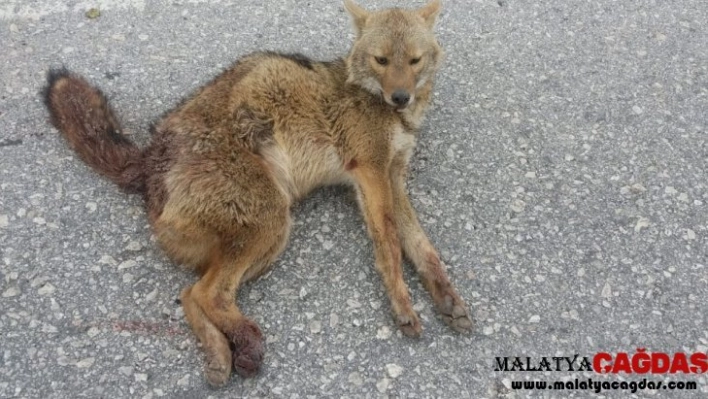 Adıyaman'da tilkiye otomobil çarptı