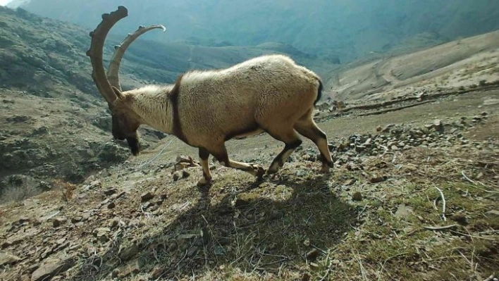 Adıyaman'da yaban hayatı fotokapana yansıdı