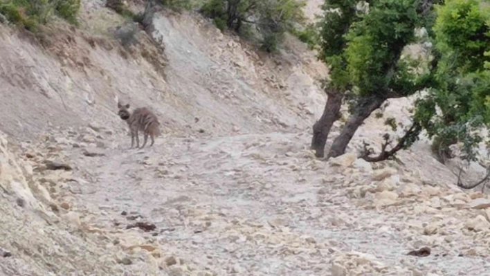 Adıyaman'da yerleşim yeri yakınlarında sırtlan görüntülendi