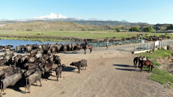 Afrika değil Kayseri