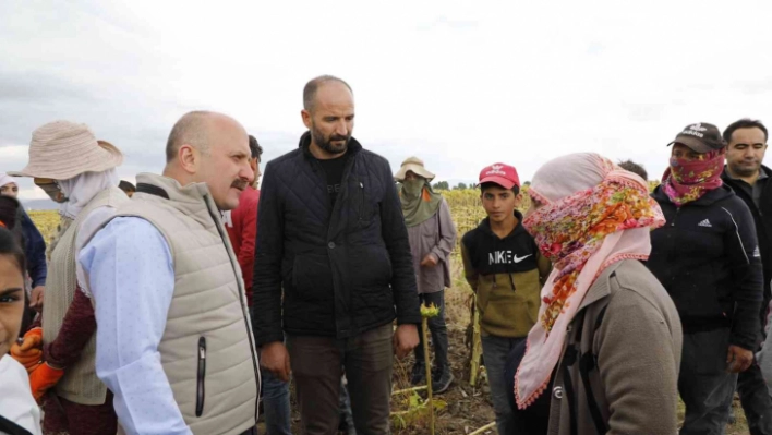 Ağrı'da ayçiçeği üreticiliği yaygınlaşıyor