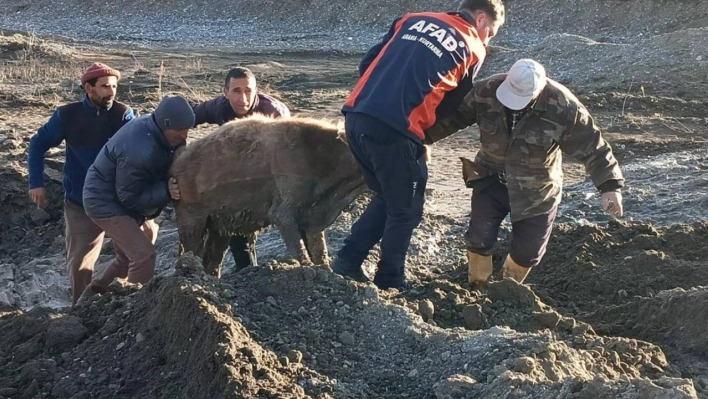 Ağrı'da bataklığa saplanan 3 hayvan kurtarıldı