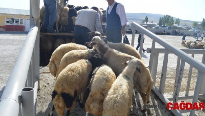 Ağrı'da kurbanlık sevkıyatı başladı