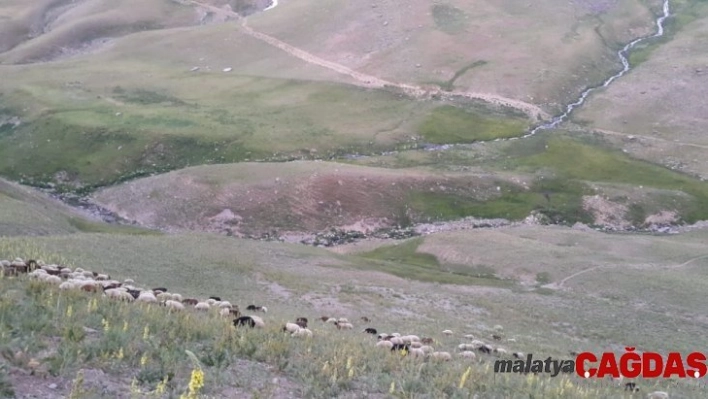 Ağrı'dan İzmir'e kurbanlık sevkiyatı hızlandı