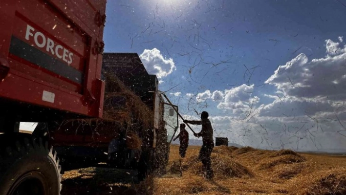 Ağrılı çiftçiler verim aldıkları topraklarda hasat yapmaya başladı