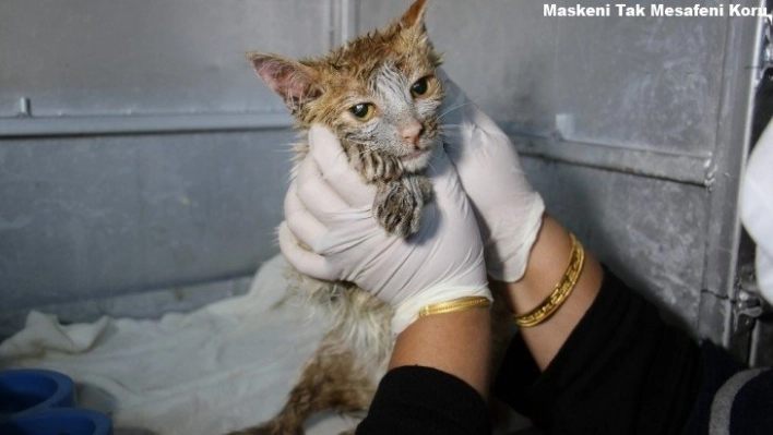 Akaryakıt tankına düşen kedi, zeytinyağı ile 2 saatte temizlendi