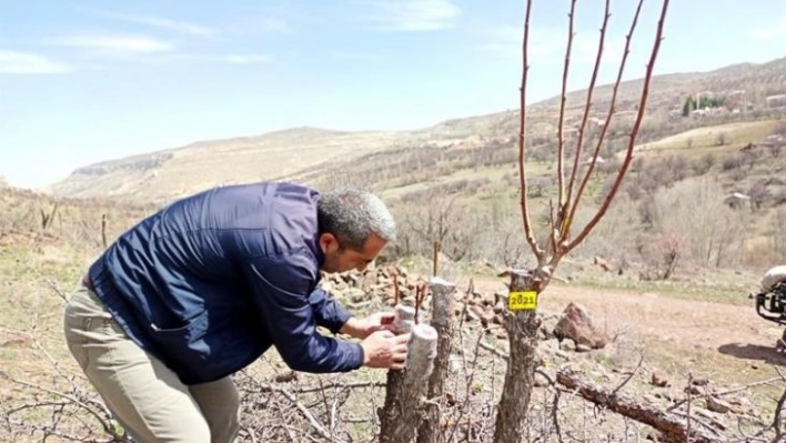 Akçadağ armudu yaygınlaştırılacak