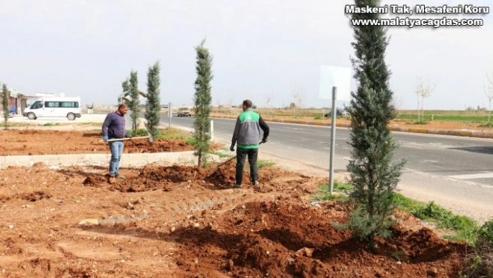 Akçakale ile Harran yolunda ağaçlandırma çalışması