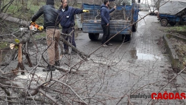 Akçakoca'da ağaçlar budandı