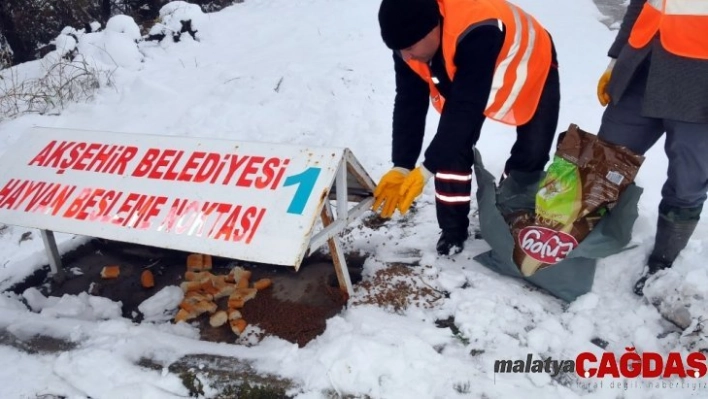 Akşehir Belediyesi hayvanları unutmadı