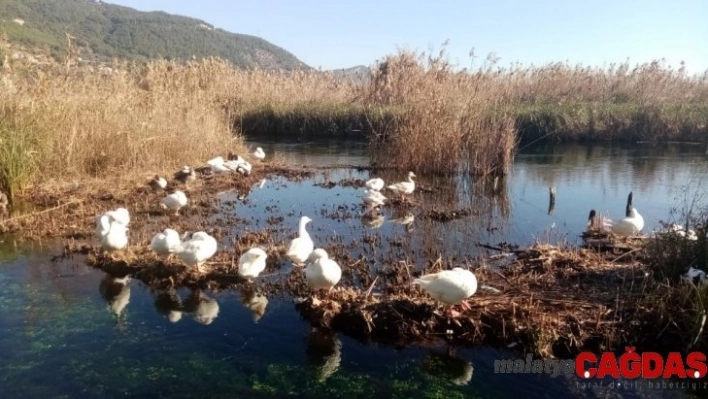 Akyaka Azmağı kaz ve ördeklere kaldı