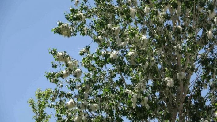 Alerjik hastalığı olanlara 'polen' uyarısı