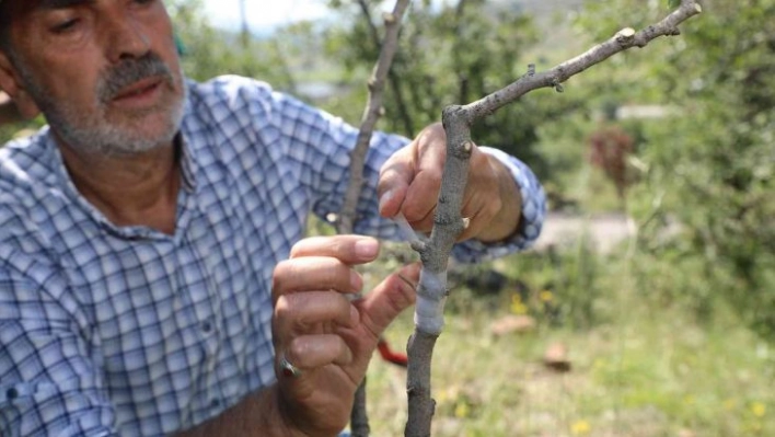 Ali Dağı'nda Antep Fıstığı yetişecek