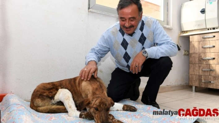 Altına sığında otomobilin hareket etmesiyle yaralanan köpek tedavi altına alındı