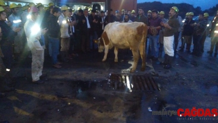 Amasra'da madenciler kurban kesti