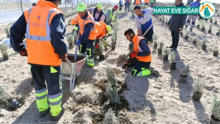 Ankara Büyükşehirden lavanta üreticilerine destek